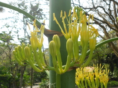 Agave wercklei
