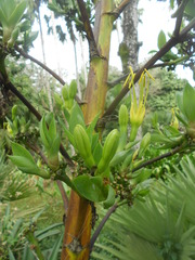 Agave wercklei
