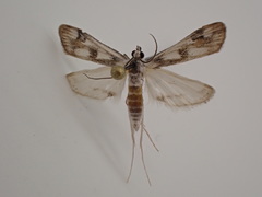 Parapoynx maculalis