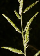 Eriochloa acuminata