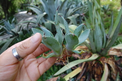 Agave wercklei