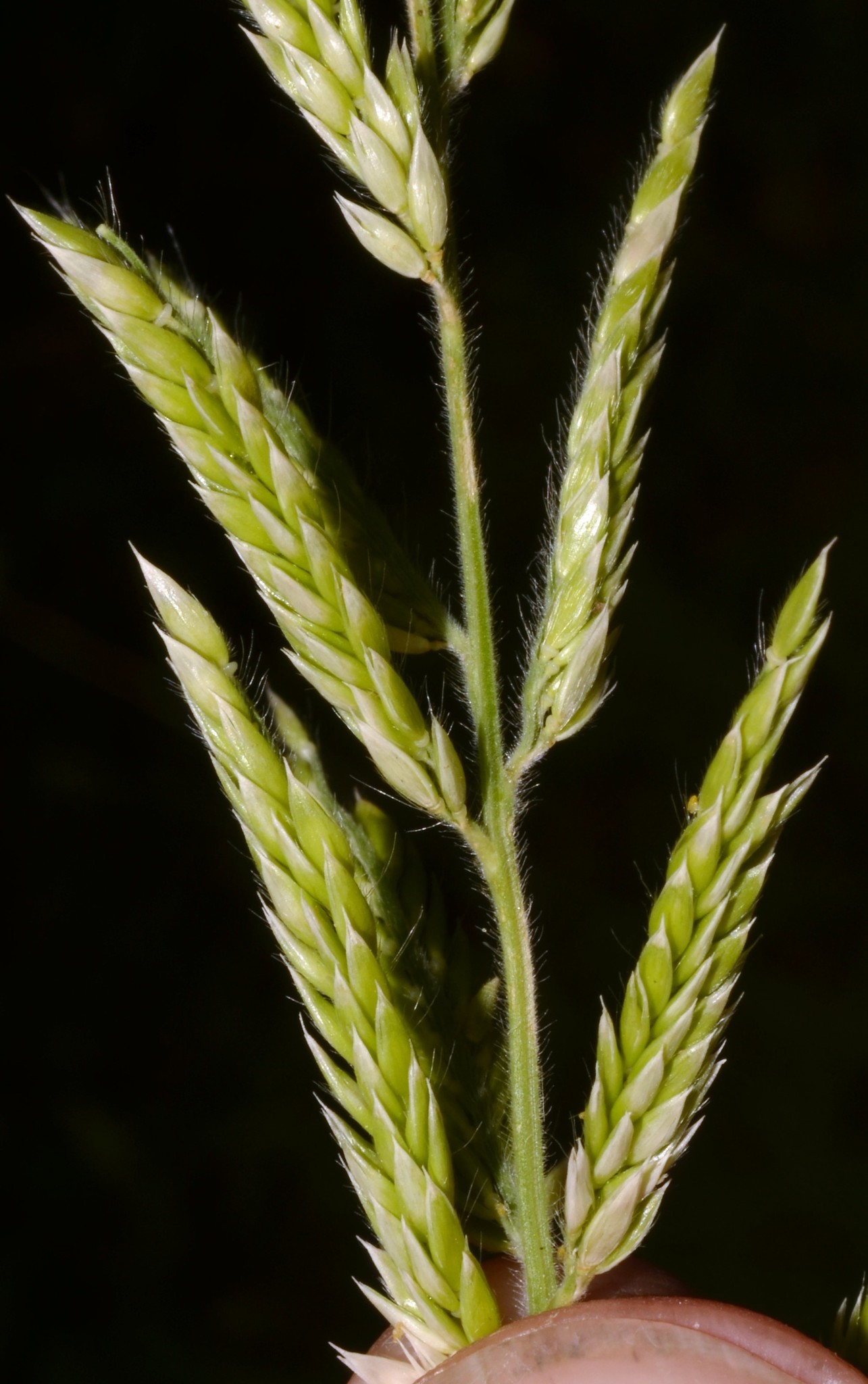 Eriochloa acuminata
