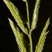 Taper-Tip Cup Grass - Photo (c) J. Richard Abbott, some rights reserved (CC BY-NC), uploaded by J. Richard Abbott