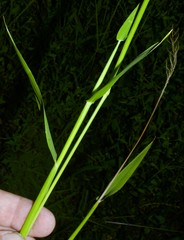 Eriochloa acuminata