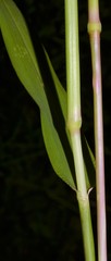 Eriochloa acuminata