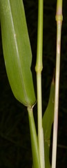 Eriochloa acuminata