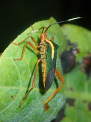 Lucullia flavovittata