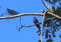 Patagioenas subvinacea