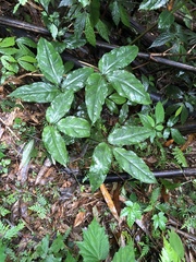 Arisaema grapsospadix