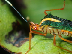 Lucullia flavovittata