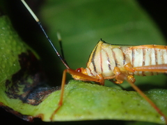 Lucullia flavovittata