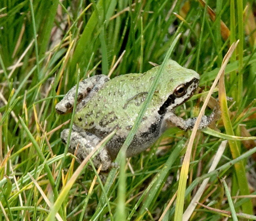iNaturalist observation photo of Pacific chorus frog