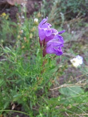 Dracocephalum peregrinum