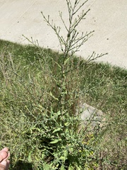 Symphyotrichum oolentangiense