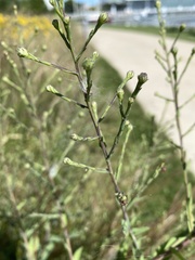 Symphyotrichum oolentangiense