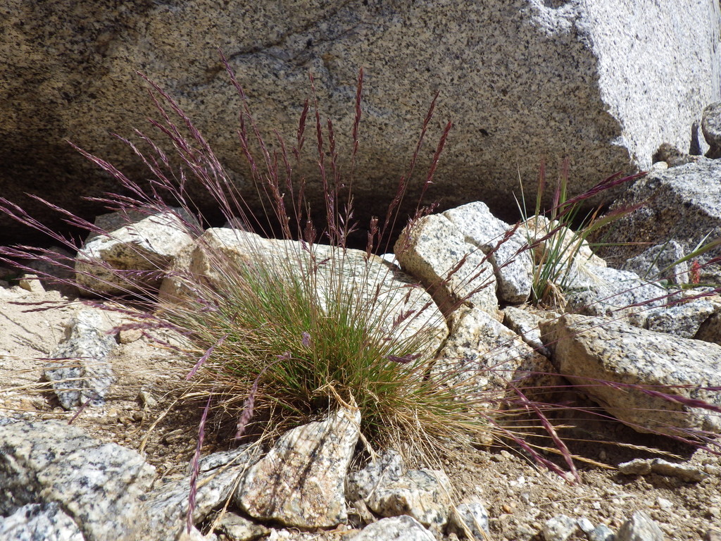 Idaho Fescue Native Grasses Of Ring Mountain · Naturalista Mexico