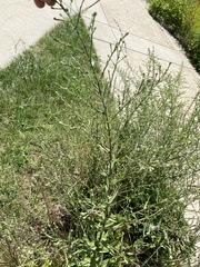 Symphyotrichum oolentangiense