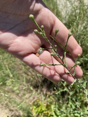 Symphyotrichum oolentangiense