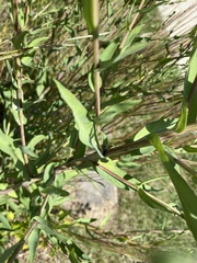 Symphyotrichum oolentangiense