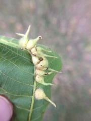 Caryomyia ansericollum