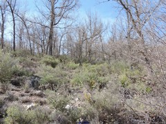 Bupleurum fruticescens