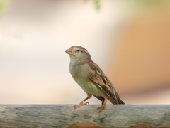 Passer domesticus
