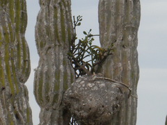 Phoradendron brachystachyum