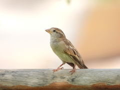 Passer domesticus