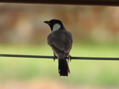 Pycnonotus leucotis