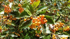 Karpatiosorbus