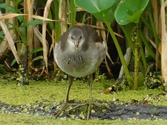 Gallinula chloropus
