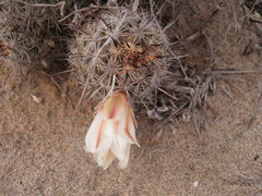 Mammillaria hutchisoniana hutchisoniana