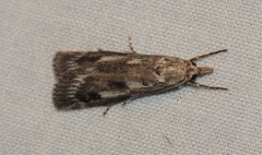 Occidentalia comptulatalis