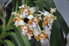 Vanda tricolor