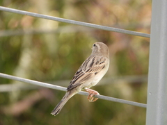 Passer domesticus