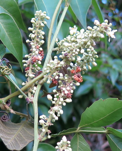 Bread and cheese (Paullinia pinnata)