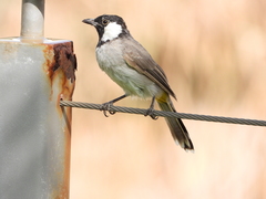 Pycnonotus leucotis