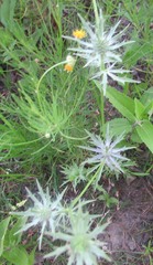 Eryngium hookeri