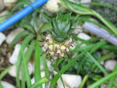 Ananas comosus microstachys