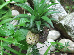 Ananas comosus microstachys