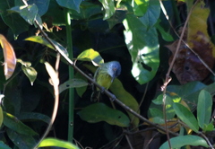 Todirostrum maculatum