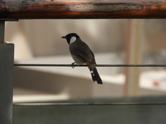 Pycnonotus leucotis