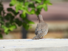 Streptopelia senegalensis