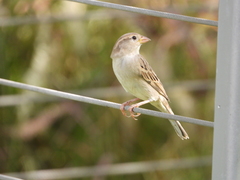 Passer domesticus