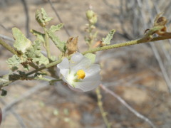 Sphaeralcea axillaris
