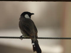 Pycnonotus leucotis