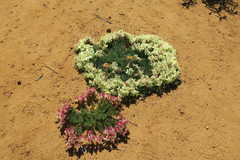 Lechenaultia macrantha