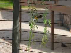 Pycnonotus leucotis