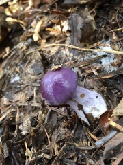 Cortinarius porphyroideus
