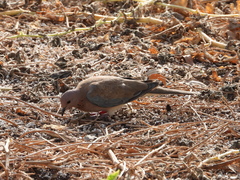 Streptopelia senegalensis